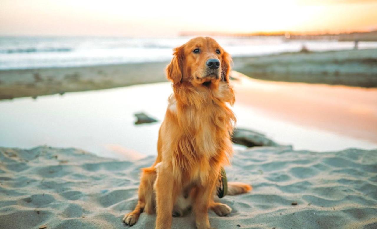 Idyllic Cornish Cottage, Superking Bed, Private Garden Dogs Welcome Truro Exteriör bild