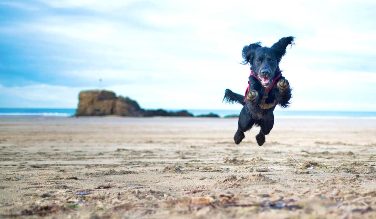 Idyllic Cornish Cottage, Superking Bed, Private Garden Dogs Welcome Truro Exteriör bild